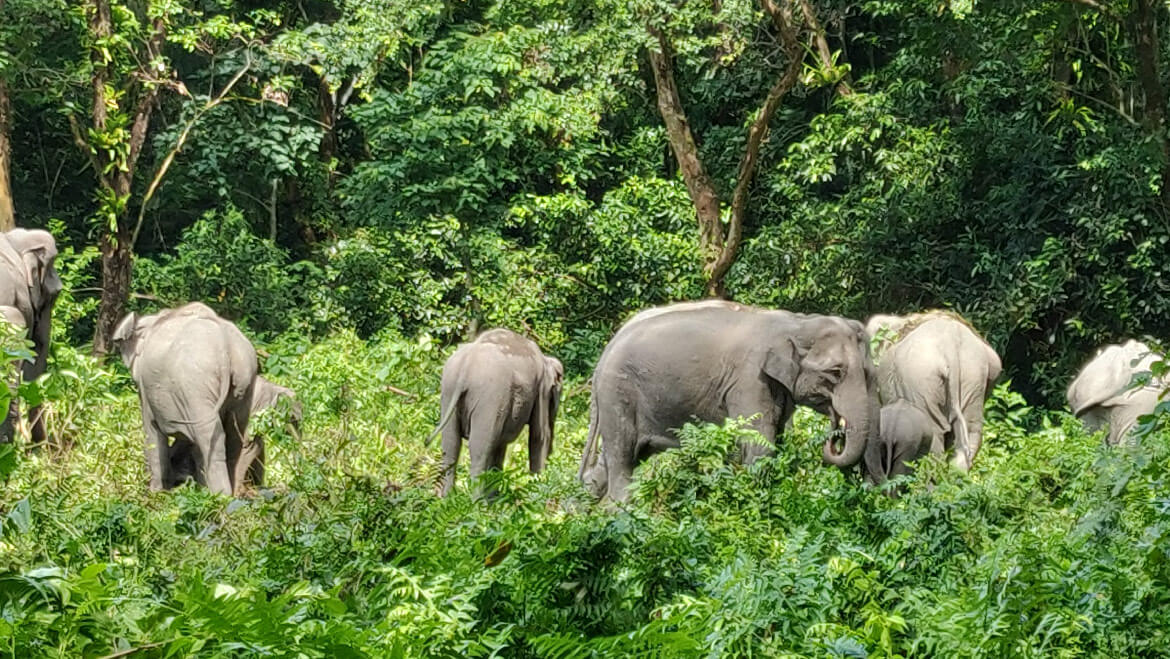 NATIONAL PARK TOUR PACKAGE